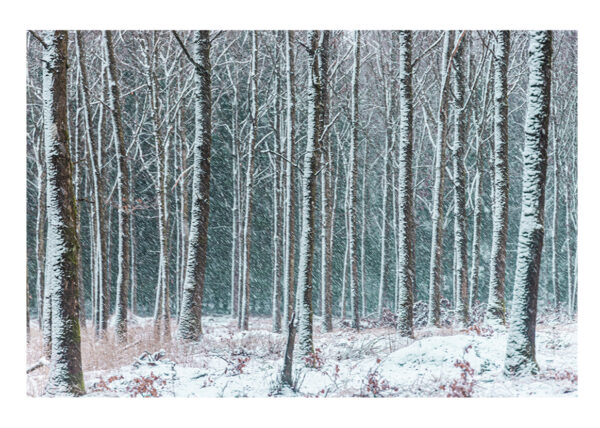 Snowy