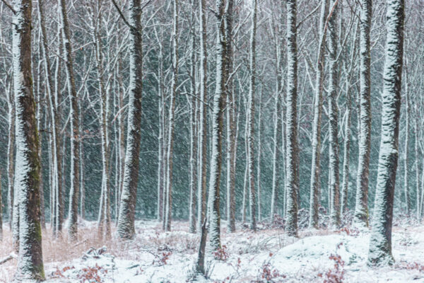Snowy - Image 2