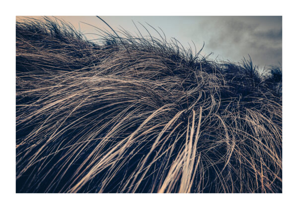 Dunegrass